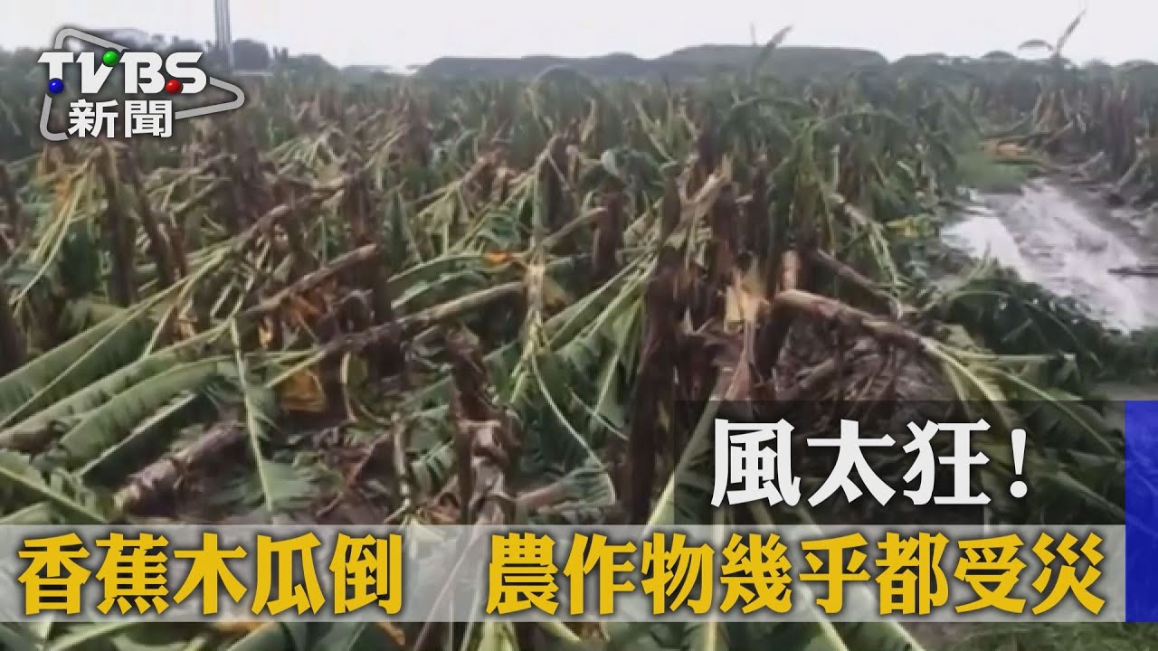 風太狂!香蕉木瓜倒 600公頃全攔腰斷
