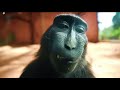 W Rizz Monkey Not Mine