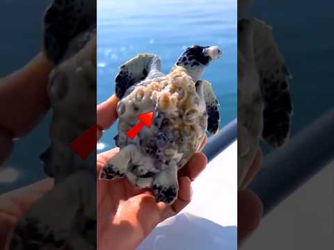 Nejnebezpečnější Přísavky Oceánu? 😲