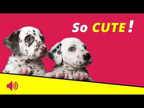 10 Sounds That Every Puppy Should Hear 🐕