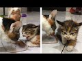 The Rescue Kitten Angry And Hissing At Cat Eating Kitten S Food Cats Meowing