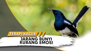 Download lagu Pancing EMOSI kacer yang lambat panas. mp3
