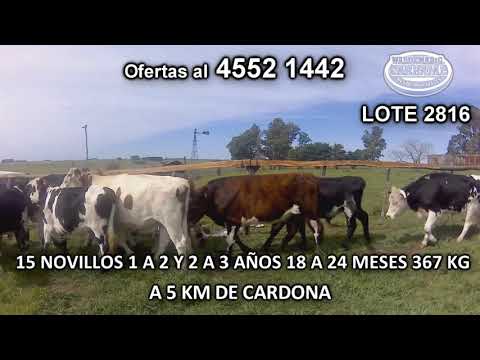 Lote 15 Novillos 5 NO- 9 NO c/ HO- 1 HO 367 Kgkg -  en Piedra Chata- A 5  Km de Cardona