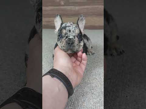 Video 1