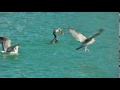 00014 Cormorant Vs Eel Part2