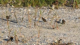 ジャンピングキャチ