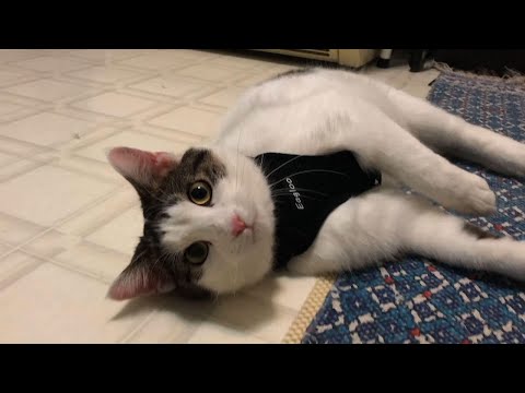 2 NY cats are first in US with COVID-19 diagnosis - YouTube