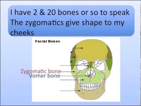 Head Bones Song