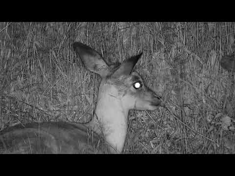 Djuma: Lone Impala lamb laying near log - 20:10 - 12/03/20