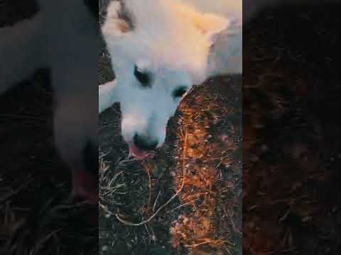 Berger Blanc Suisse Welpe kaufen