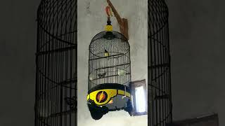 Download lagu Burung Sogok Ontong Gacor mp3