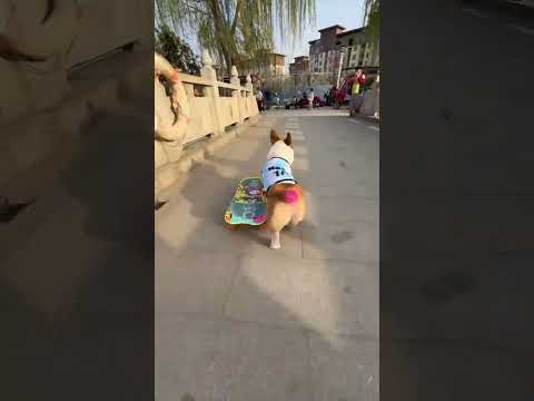 Short legs skateboarding meets fan for photo #corgi #dogs #skateboarding dog #dog skills #dogs don't