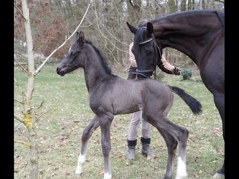 Oldenburger Stutfohlen Sezuan - Fürst Heinrich - De Niro 2015