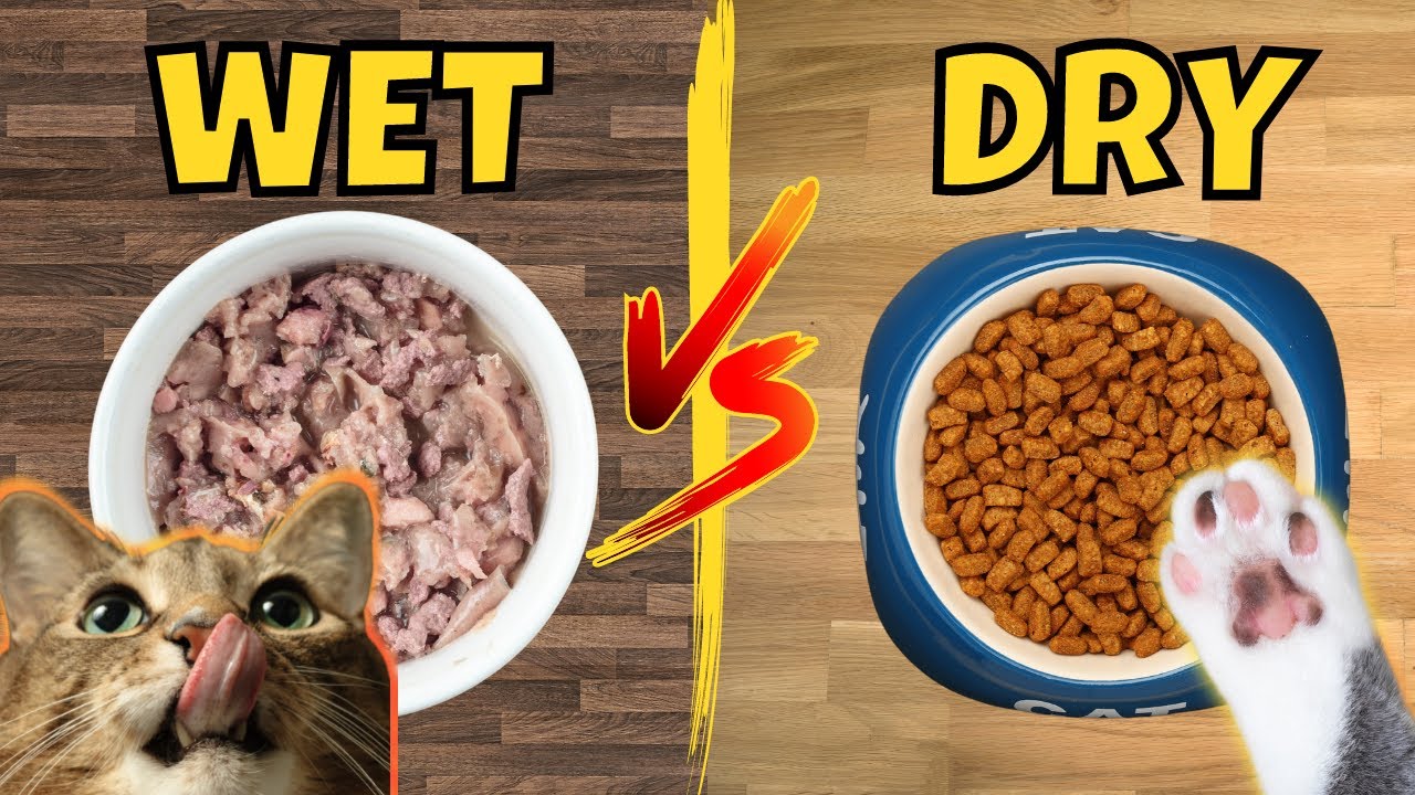 Wet vs. Dry Cat Food: Which is Better (Pros and Cons)