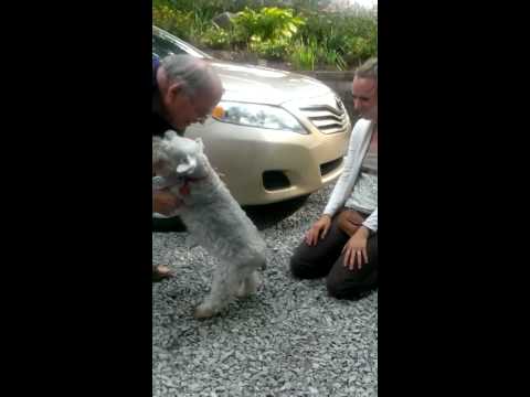 كلب يغمى عليه بسبب فرحته بلقاء صاحبته