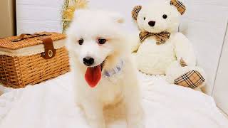 サモエドの動画02