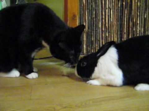 kat en konijn.wmv