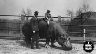 The Tallest Man on Earth - Love is All