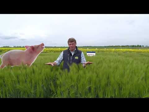 Saaten-Union: Winterfuttergerste SU MIDNIGHT, Vertriebsberater Franz Unterforsthuber, Moosburg