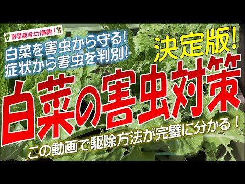 雨は果樹にどのような影響を与えますか?効果的に雨を防ぐことができるでしょうか?  庭園