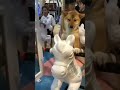 Dog Enjoying Ride Cute Dog Video Dog Lover Animal Holic Dog Video Funny Dog Cute Dog