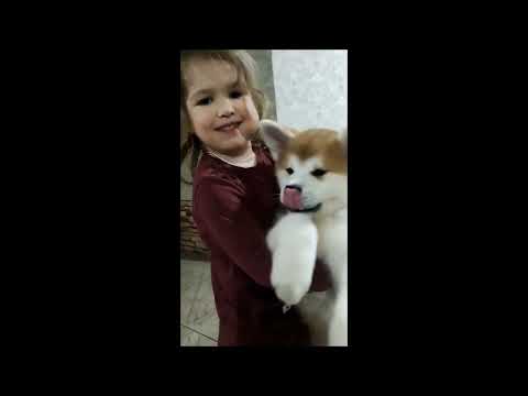 Akita Inu Welpe kaufen