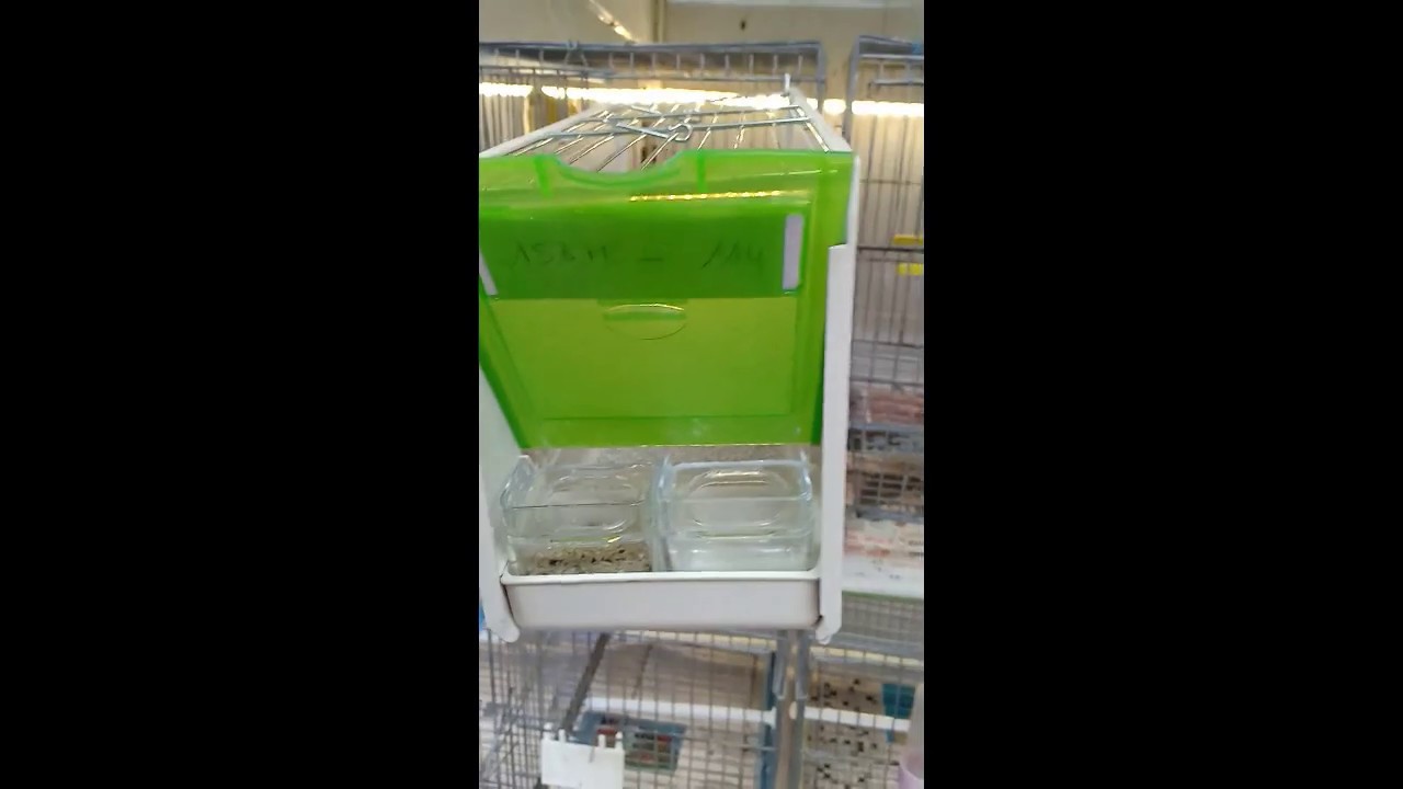 Préparation oiseaux pour transport aux concours