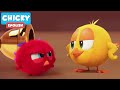 Where's Chicky? Funny Chicky 2021 | THE FIGHT | Chicky Cartoon in English for Kids