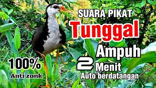 Download lagu SUARA PIKAT BURUNG RUAK RUAK TUNGGAL JERNIH || BIRDTRAP mp3