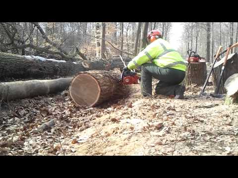 Dolmar 7910 First Cut 50cm Eiche mit 60cm Schwert