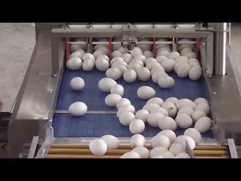 Оборудование для Упаковки Яиц