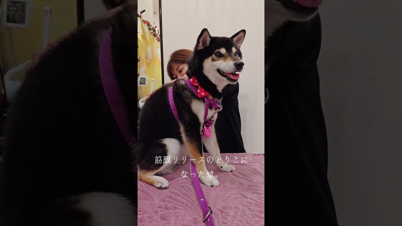 筋膜リリースが大好きな黒柴のうーちゃん😳