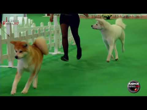 International Varese "Insubria Winner 2017" - Sunday - Ring Judgments Part 3