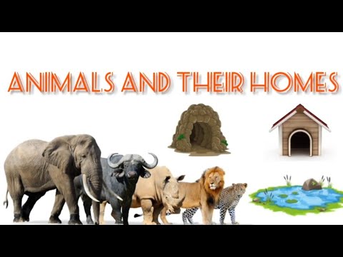 Learn animals and their homes name with picture for kids || #animalsandtheirhomes
