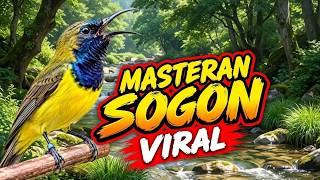 Download lagu MASTERAN SOGOK ONTONG HD AUDIO 🌳 Pure Nature Sounds, Flowing River & Tropical Bird Singing mp3
