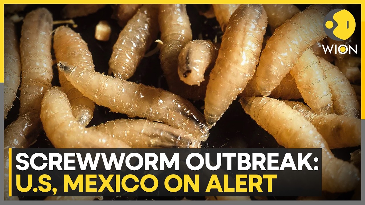 USA, Mexico On Alert Amid Screwworm Outbreak | WION News