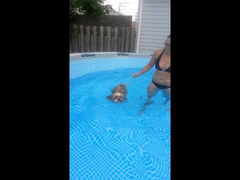 Puppies can swim