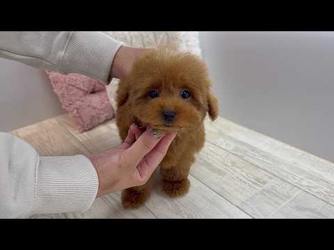 YouTube動画のサムネイル