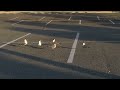 Seagulls In Parking Lot
