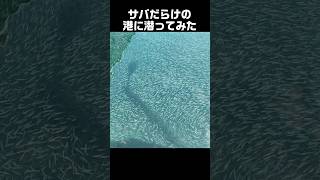 サバだらけの港に入ってみた