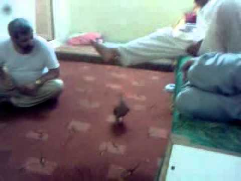 Doha Sazoona (Tanzarey)