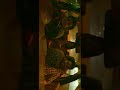 Gundu Malli Rendu Rubaai Vertical Whatsapp Status