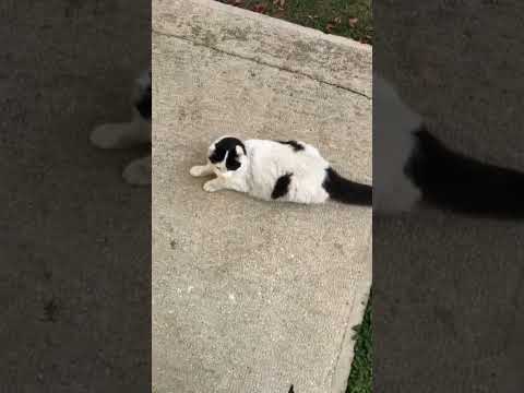 #mini #rivan #video #cat #cats #trending #turkey #Rivan_oo