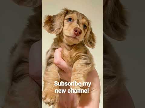 daily._.cutedogs #dogs