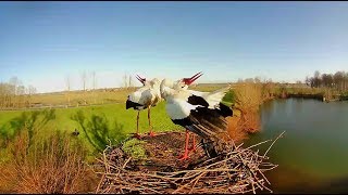 Webcam Live Ooievaars Wamel Gelderland