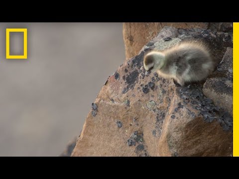 Video trailer för Arctic Geese Chicks Jump Off Cliff to Survive | Hostile Planet