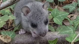 Mali slatki puh u šumi--mirno me promatra sa velikim crnim očima...