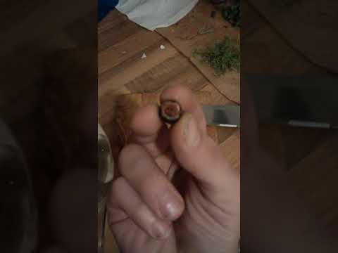 Lotusblumen Samen zum keimen bringen - so geht´s richtig! Teil.1