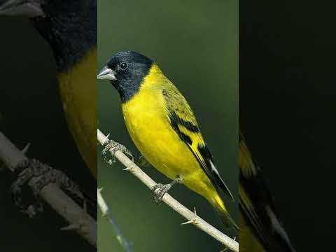 O MELHOR DO PINTASSILGO #pintassilgo