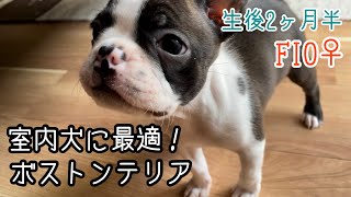 おうち時間を自分なりに楽しむフィオ｜ボストンテリア